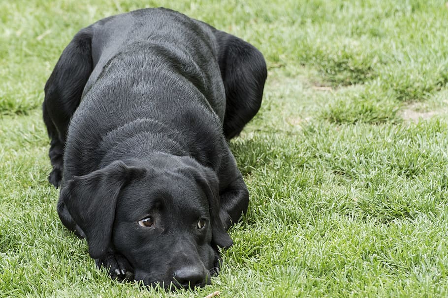 adult black Labrador retriever laying on green grass, puppy, dog