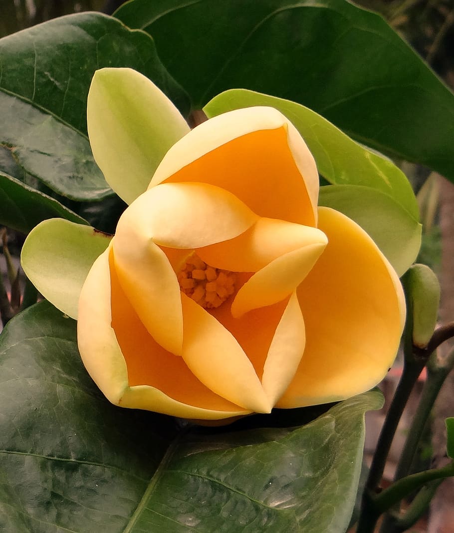 egg magnolia, magnolia liliifera, flower, tropical, bloom, blooming, HD wallpaper