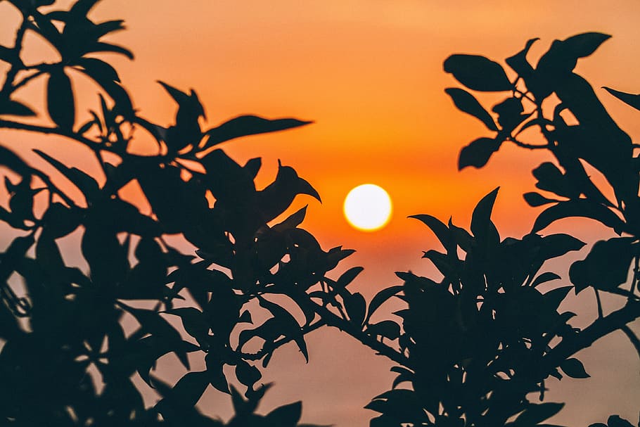sunset, trees, silhouette, orange, leaves, plant, sky, leaf HD wallpaper