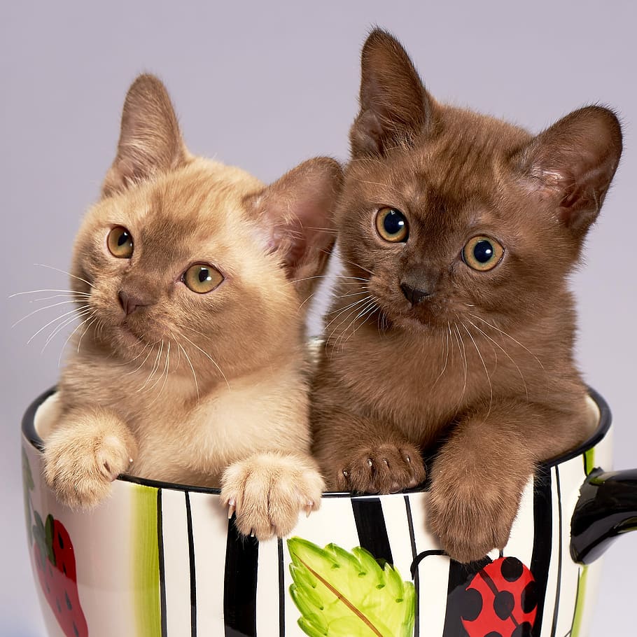 two brown kittens sitting inside on ceramic mug, cat, cute HD wallpaper