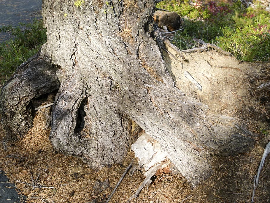 tree, root, nature, forest, sunshine, light, shadows, countryside HD wallpaper