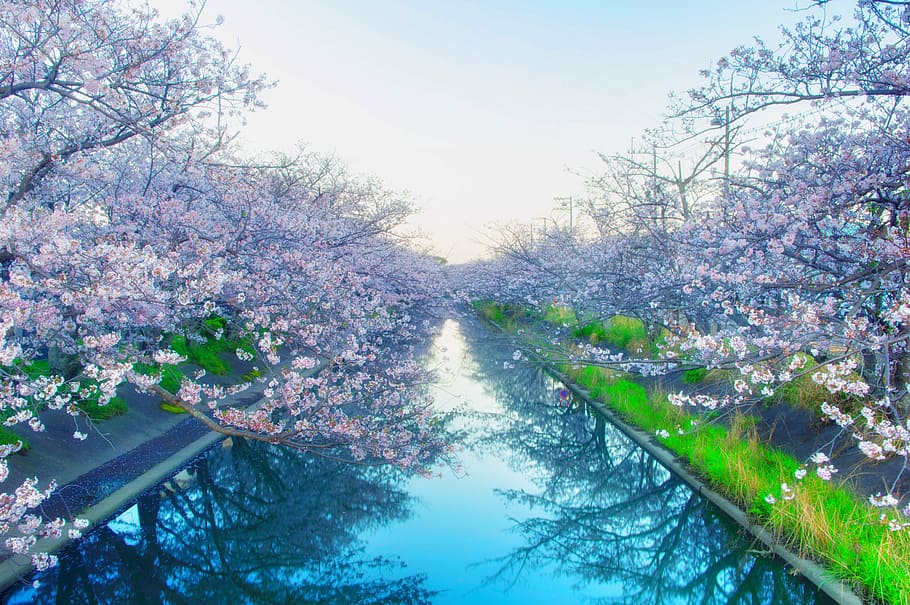 Cherry Blossom tree near body of water, japan, yoshino cherry tree