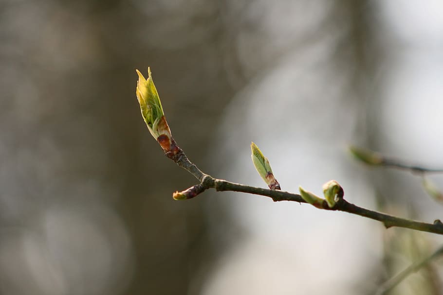 nature, leaf, tree, plant, growth, bud, focus on foreground HD wallpaper