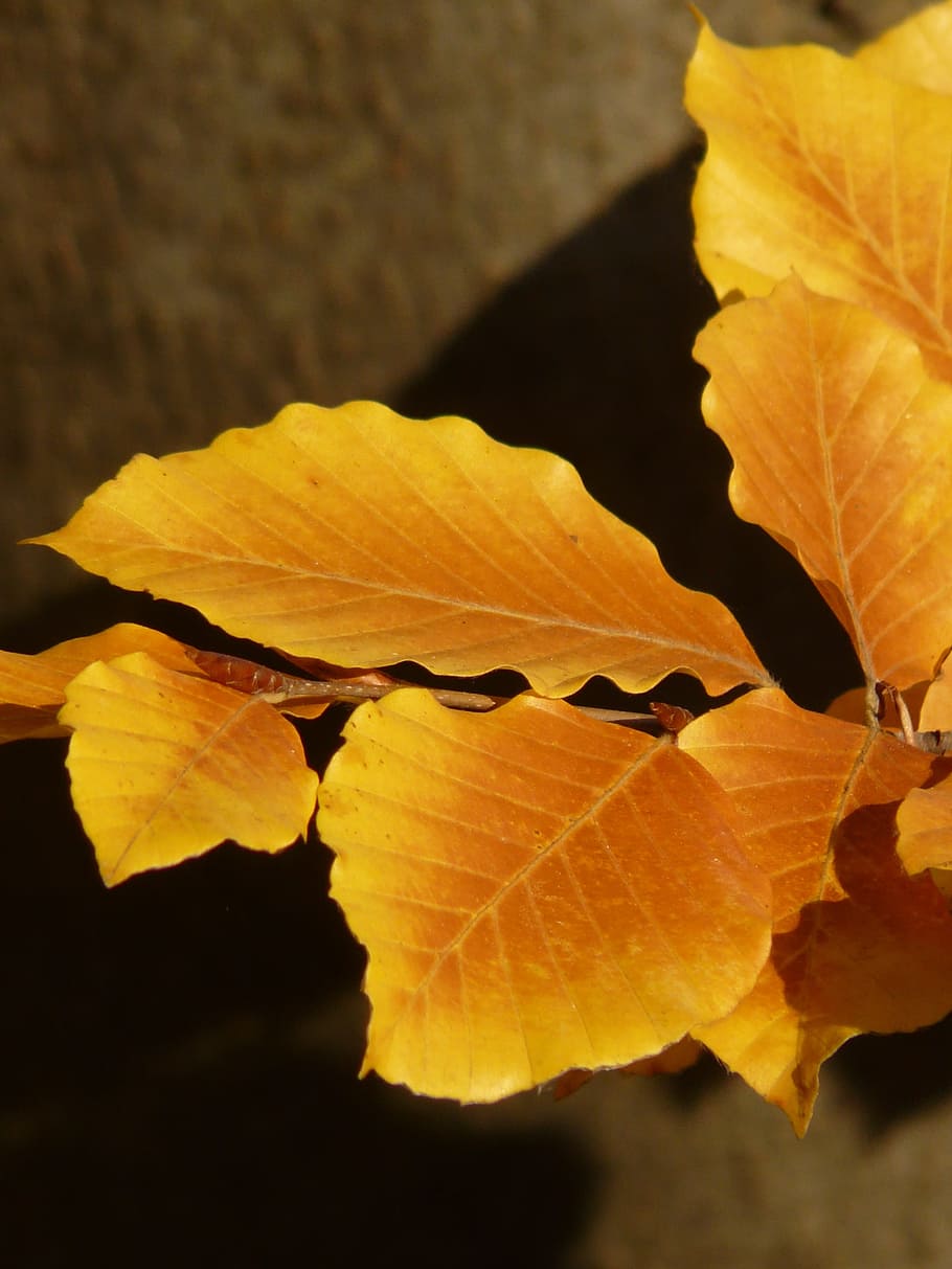 Beech, Fagus Sylvatica, deciduous tree, golden autumn, golden october HD wallpaper