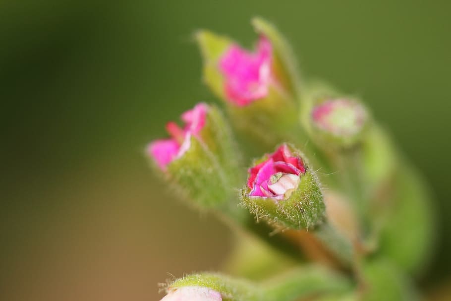 Green, Plant, Background, Macro, rose, bud, nature, pink, red HD wallpaper