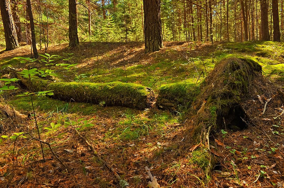 forest during daytime, trees, nature, pine, moss, old, fallen HD wallpaper