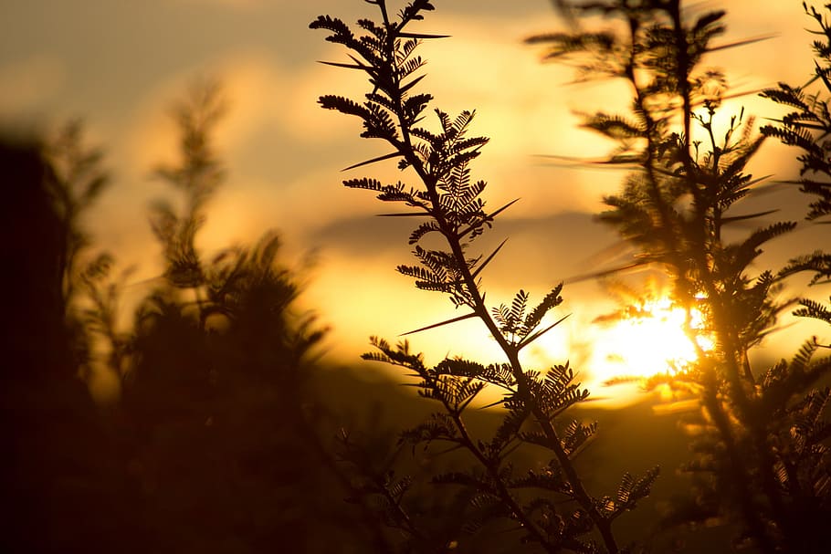 silhouette photo of plants during sunset, nature, dawn, flora HD wallpaper