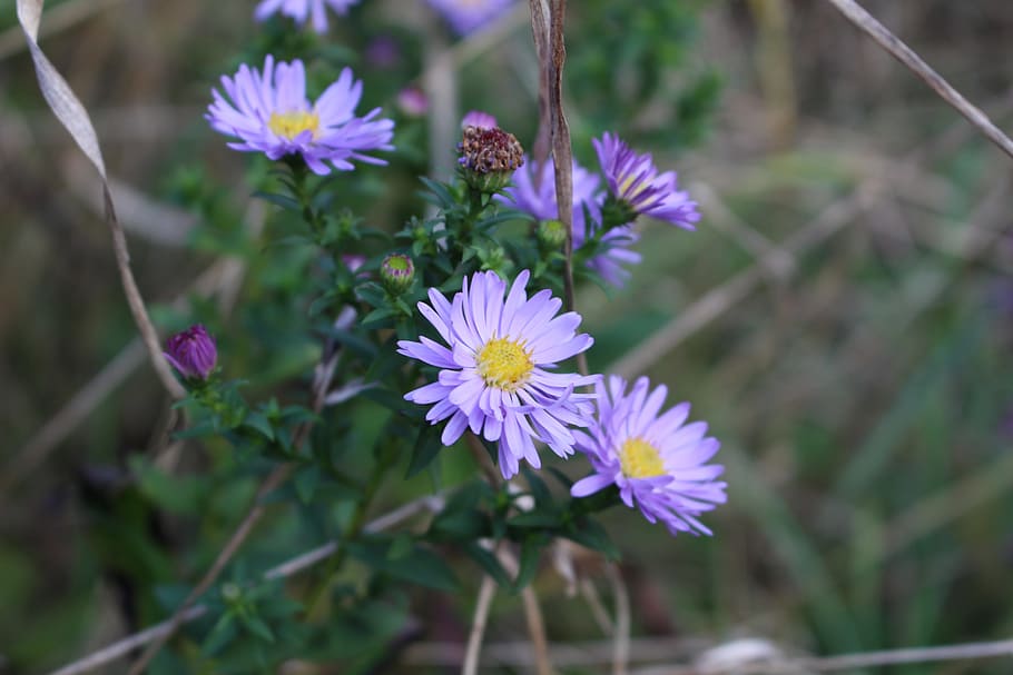 daisy, flower, nature leaf, green, purple, flowering plant HD wallpaper