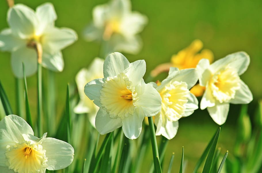 white-and-yellow flowers in tilt photography, daffodil, daffodils, HD wallpaper