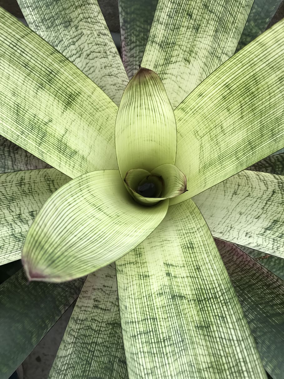 flora, nature, leaf, desktop, closeup, close-up, high angle view HD wallpaper
