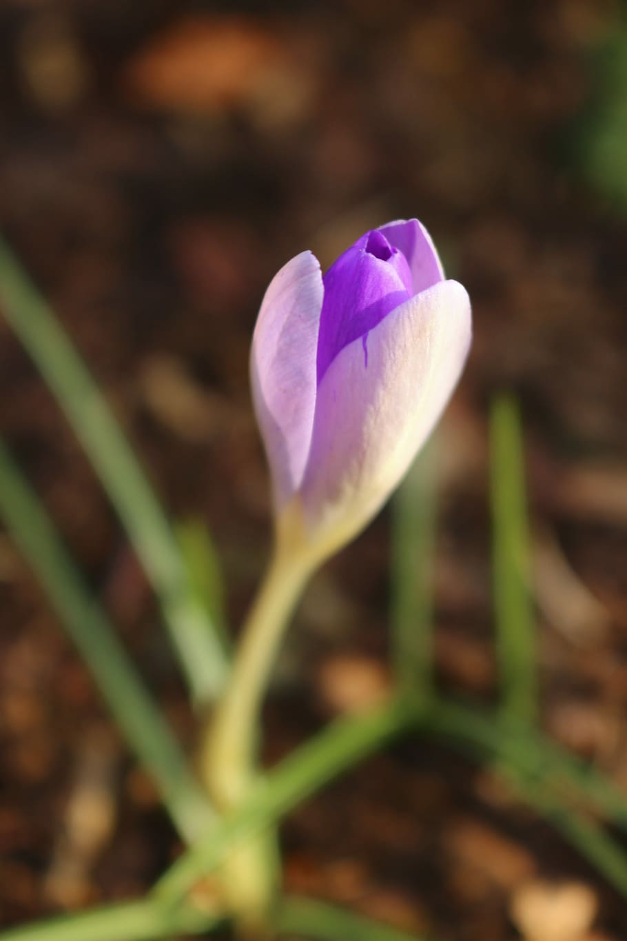 Crocus, Blossom, Bloom, Spring, early bloomer, frühlingsanfang HD wallpaper