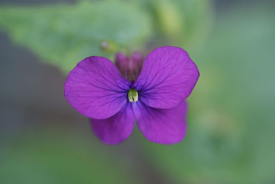 violet, flower, nature, tiny, plant, petal, close-up, flower Head HD wallpaper