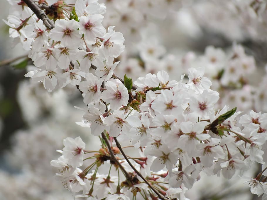 Cherry, Spring, Flowers, cherry flowers, blossom, cherry blossom HD wallpaper