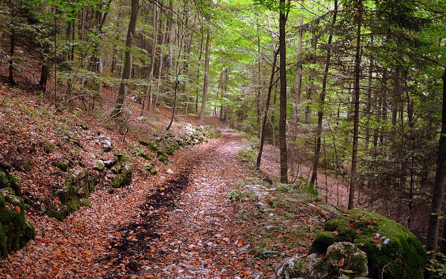 trail, forest, excursion, tree, autumn, the european path, e5 HD wallpaper