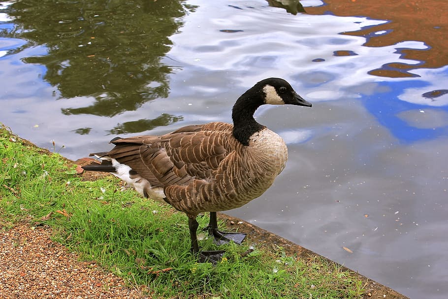 goose, nature, wild, feather, wing, brown, water, wildlife HD wallpaper