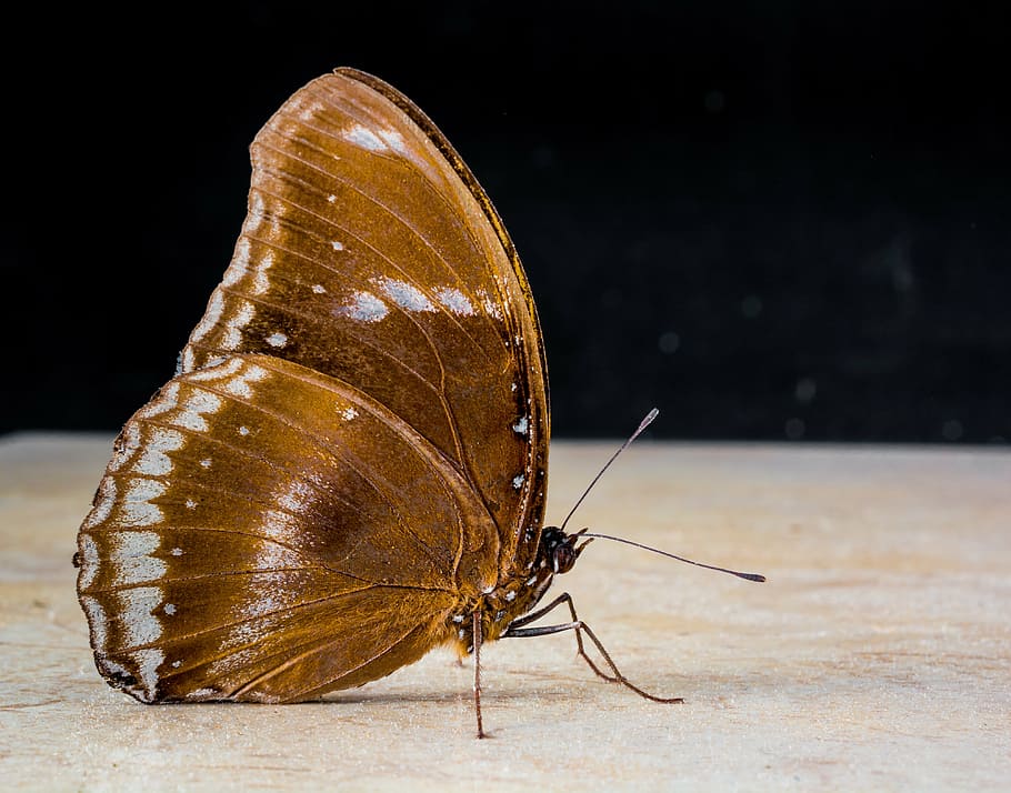butterfly, insect, close, nature, animal, butterfly - Insect HD wallpaper