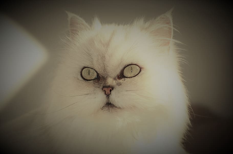 cat, animals, eyes, face, beauty, prizessin, domestic cat, mammal HD wallpaper
