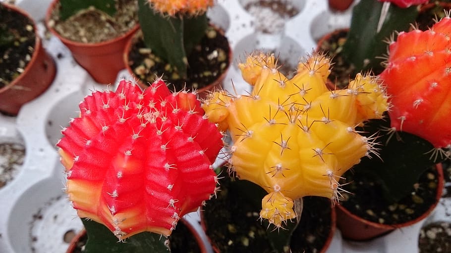 plant, cactus, red, flowering plant, beauty in nature, vulnerability HD wallpaper