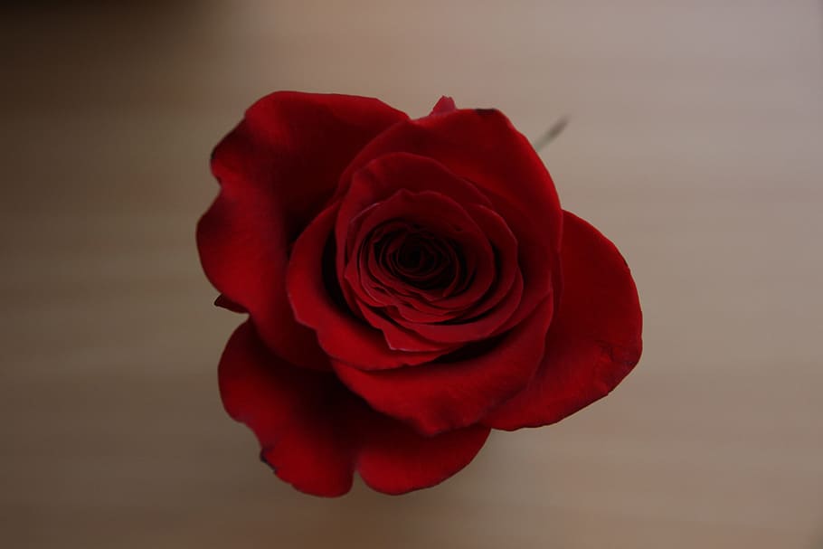 rose, on, floor, red, flower, floral, nature, design, leaf HD wallpaper