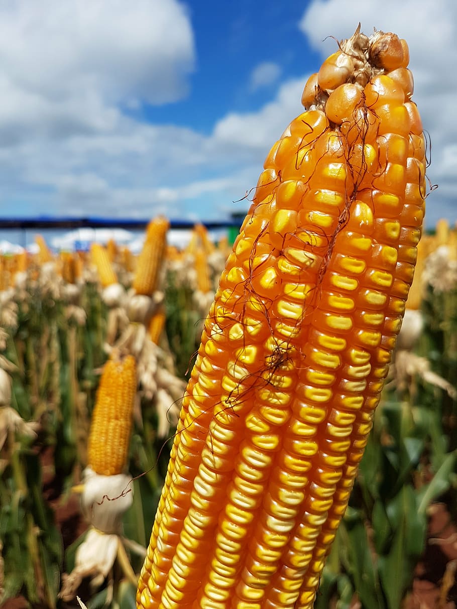 corn, plantation, rural, sky, focus on foreground, nature, day HD wallpaper