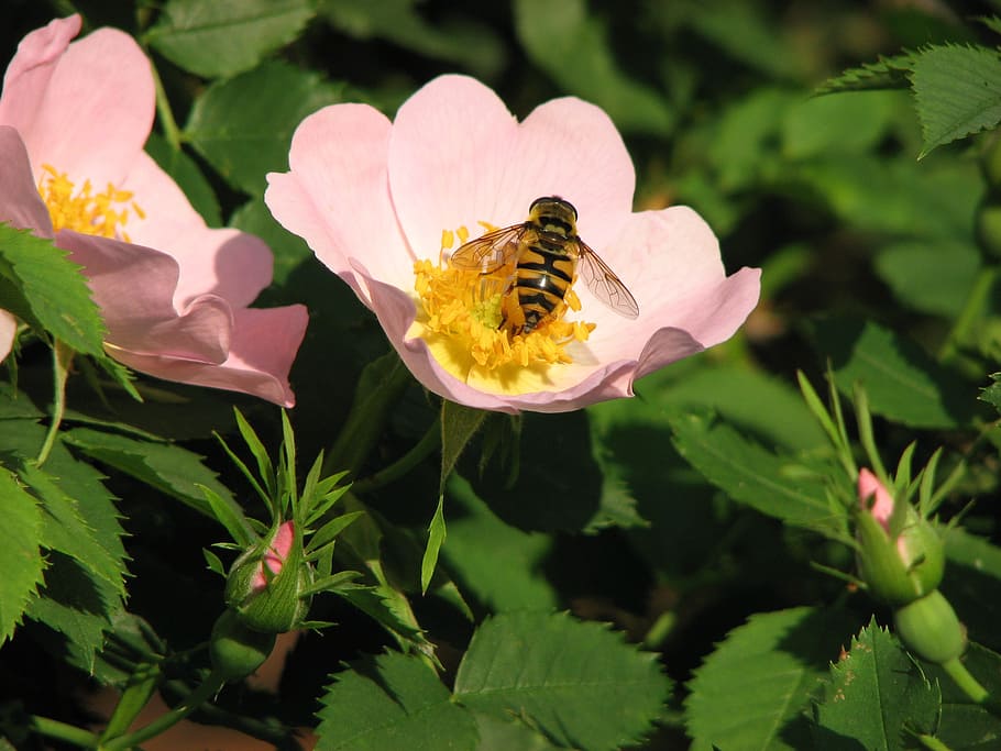 nature, tree, flowers, rose, bee, insect, plant, pollination HD wallpaper