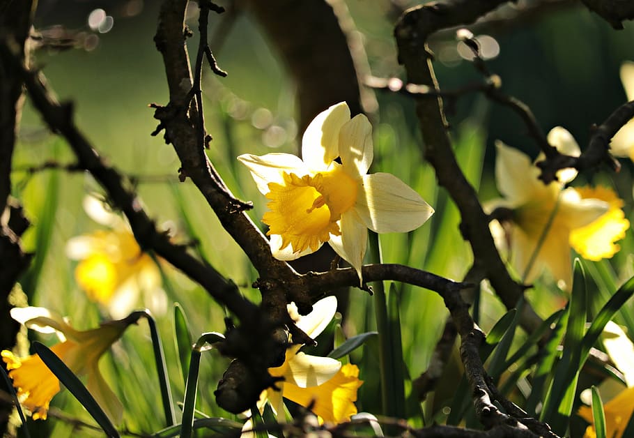 selective focus photography of yellow petaled flower, daffodils HD wallpaper