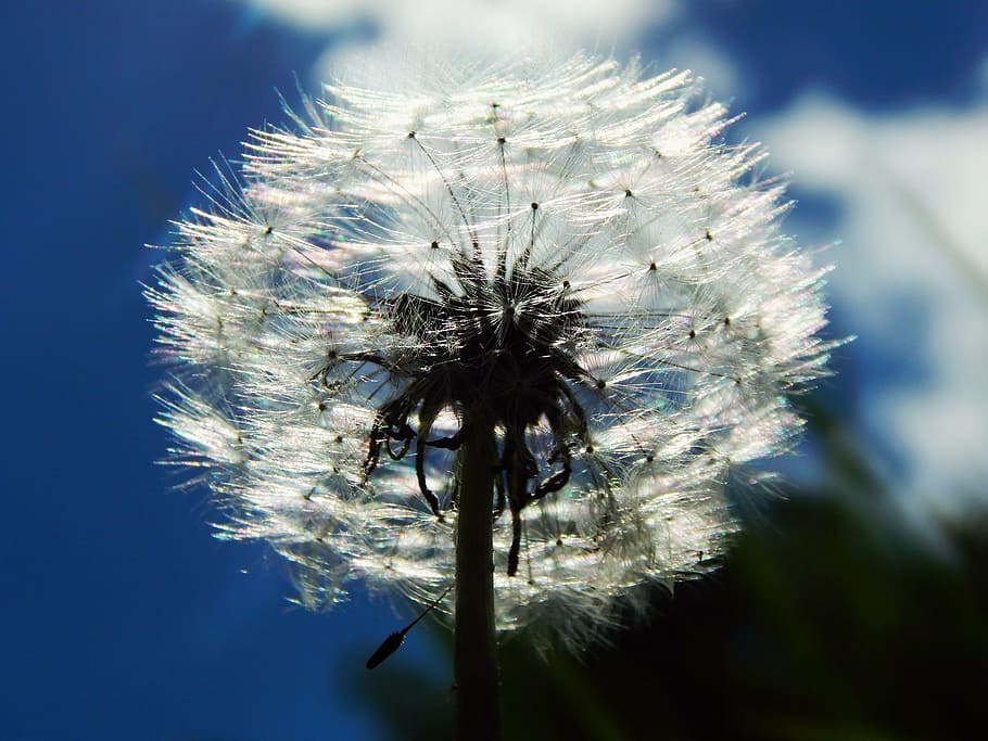 sky, dandelion, fluff, white, macro, spring, plant, flower HD wallpaper