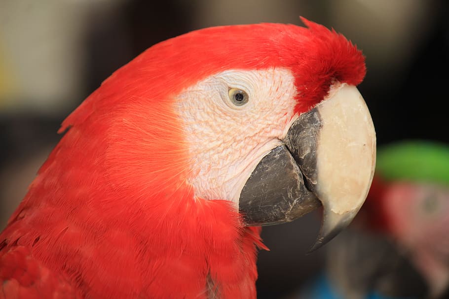 macaw, mexico, ave, bird, zoo, parrot, animal, tropical bird HD wallpaper