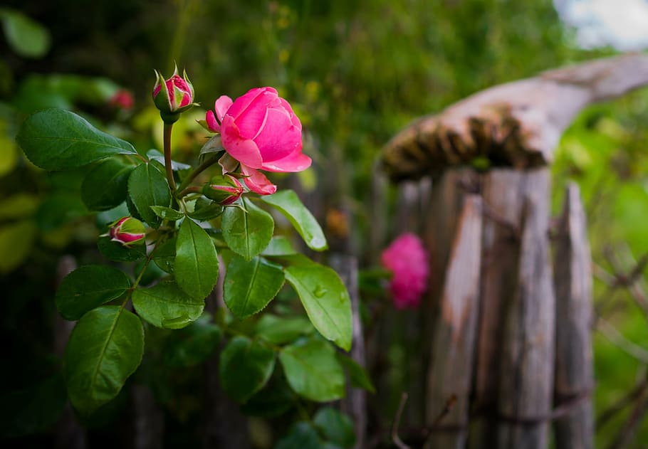 selective focus photography of pink petaled flower, rose, bokeh, HD wallpaper
