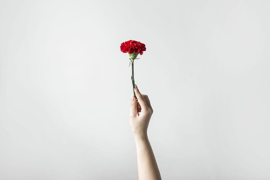 right person's hand holding flower, person holding red petaled flowers HD wallpaper