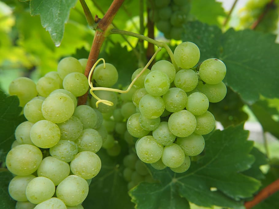 grapes, vine, fruit, healthy, food, green, winegrowing, table grapes HD wallpaper