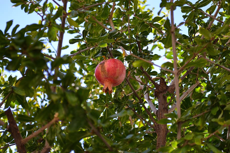 pomegranate, fruit, botany, shrub, nature, health, healthy eating HD wallpaper