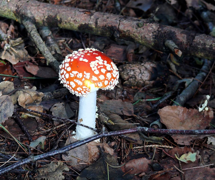 fly agaric, mushroom, red, white, red with white dots, autumn HD wallpaper