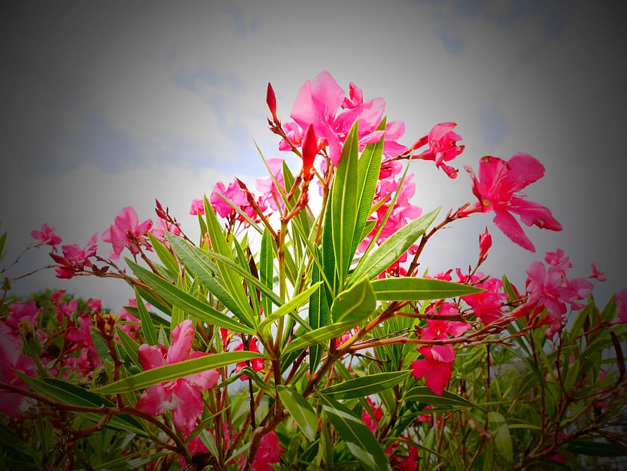 Flower, Pink, sky, pink color, plant, no people, nature, growth HD wallpaper