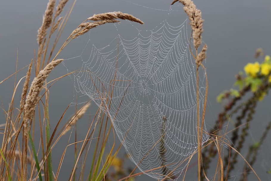 Spider Web, Drops, Dew, Nature, place, outdoors, no People HD wallpaper