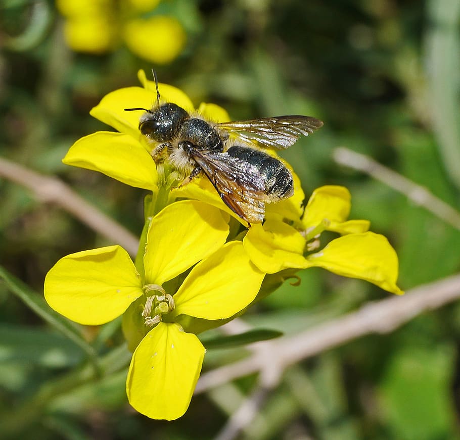 wild bee, flowers, yellow, nectar, pollination, wild flowers HD wallpaper