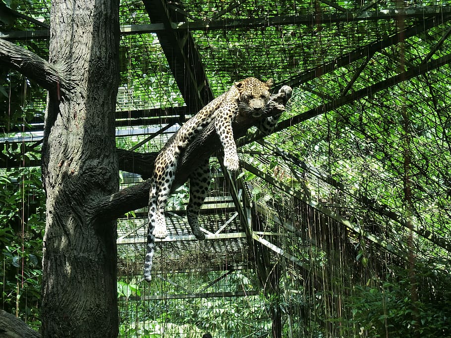 zoo, animal, leopard, tree, plant, trunk, tree trunk, no people HD wallpaper