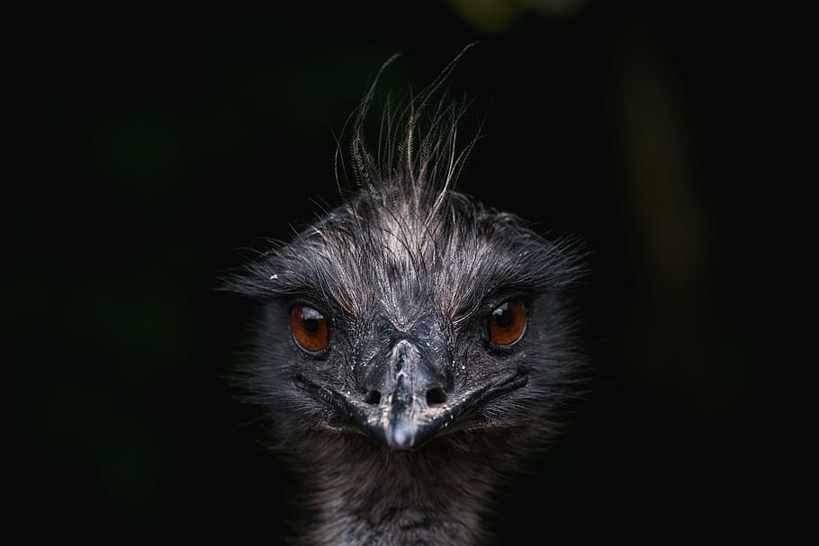 selected focus of brown haired bird face, Ostritch head macro photo HD wallpaper