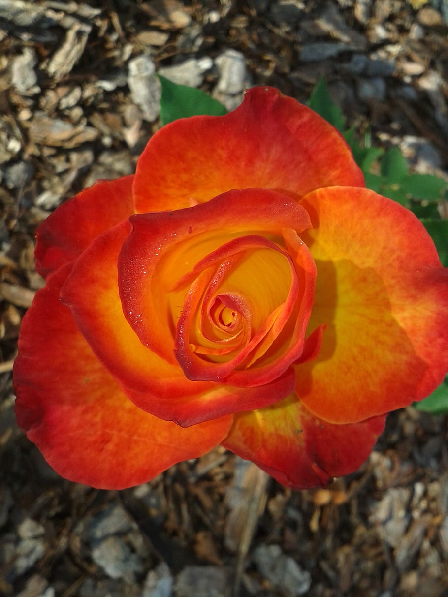 orange, red, rose, flowering plant, beauty in nature, petal HD wallpaper