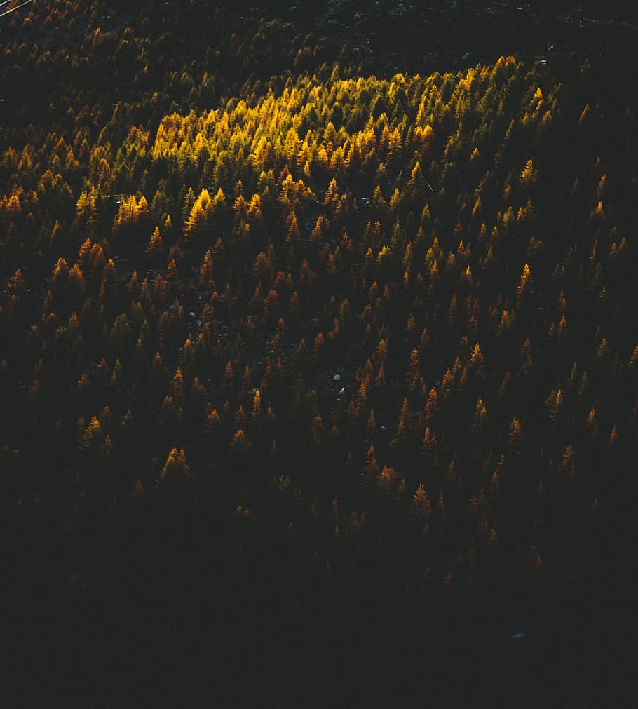 photo of yellow petaled flowers, aerial view photography of grass field HD wallpaper