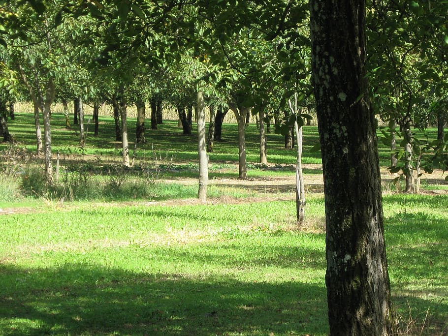 green, field walnut, spring, plant, tree, grass, land, green color HD wallpaper