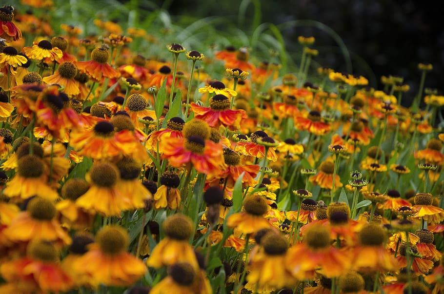 flower, rustic, nature, summer, natural, flowering plant, growth HD wallpaper