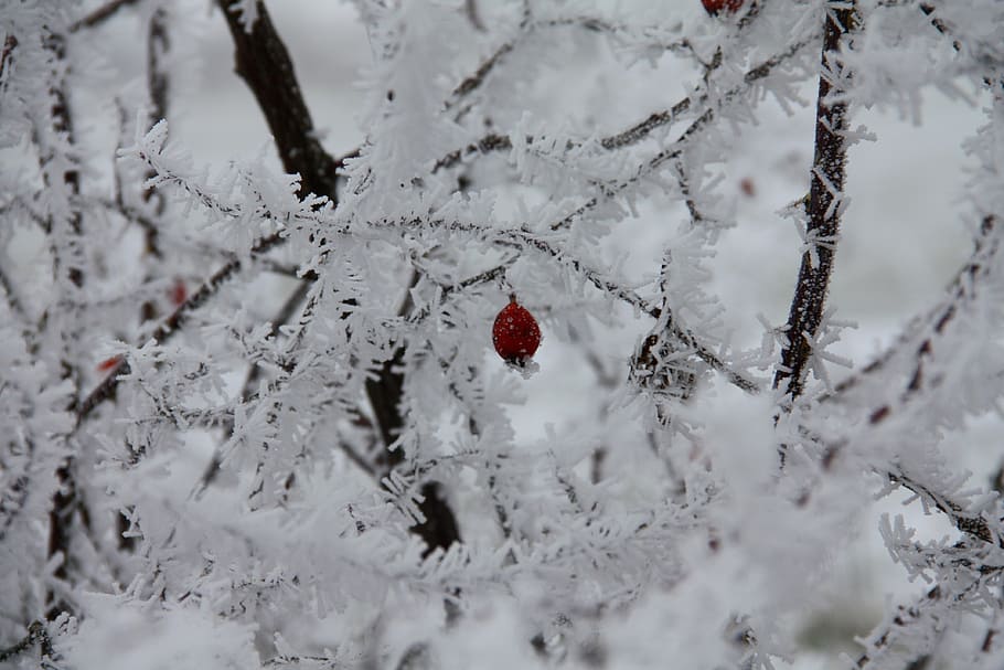 arrow, winter, snow, icing, cold temperature, frozen, fruit HD wallpaper