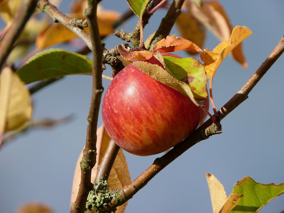 apple, autumn, fruit, ripe, harvest, apple tree, october, nature HD wallpaper