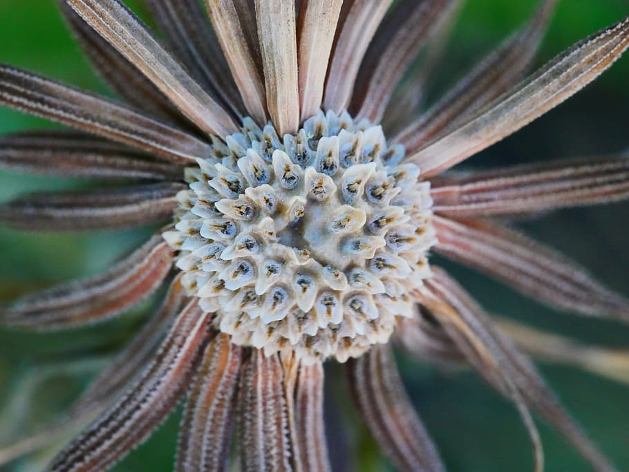 dandelion, seed, macro, plant, growth, flower, beauty in nature HD wallpaper