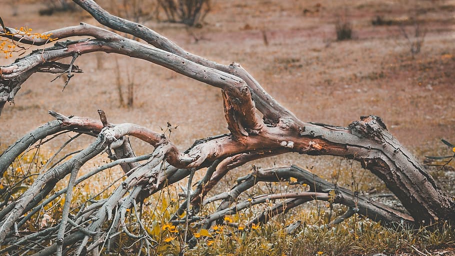 portugal, tree, dead, dry, plant, nature, branch, day, no people HD wallpaper