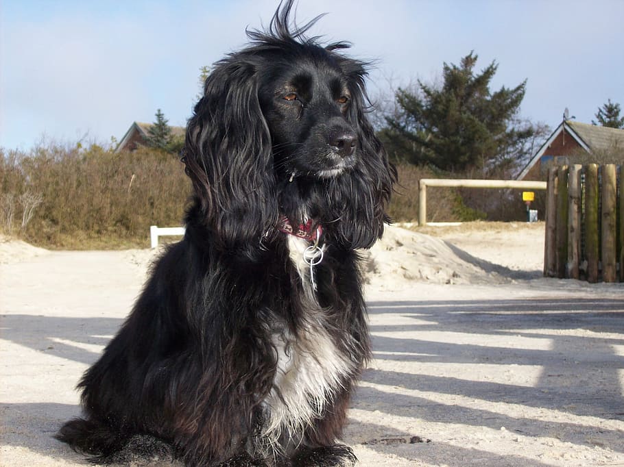 cocker spaniel, dog, black, pet, pets, animal, mammal, outdoors HD wallpaper