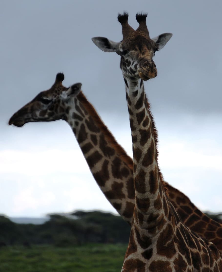 giraffe, pair, animals, mammals, two animals, togetherness HD wallpaper