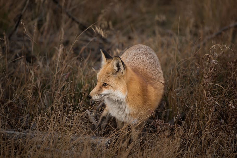brown fox on grass field, white Fox, wildlife, animal, nature HD wallpaper