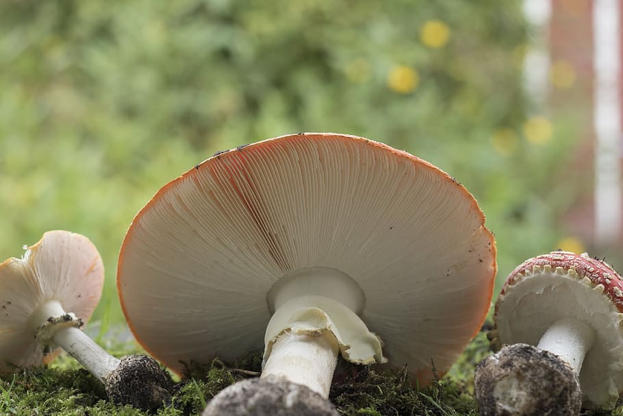 matryoshka, red fly agaric mushroom, mushrooms, lamellar, forest, HD wallpaper